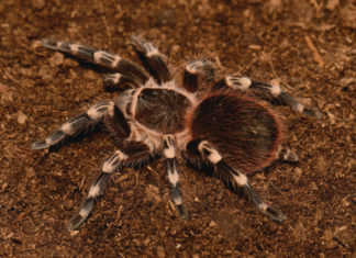 L’Acanthoscurria geniculata 1460 0 Acanthoscurria geniculata_ok